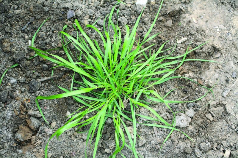 Ryegrass - Annual